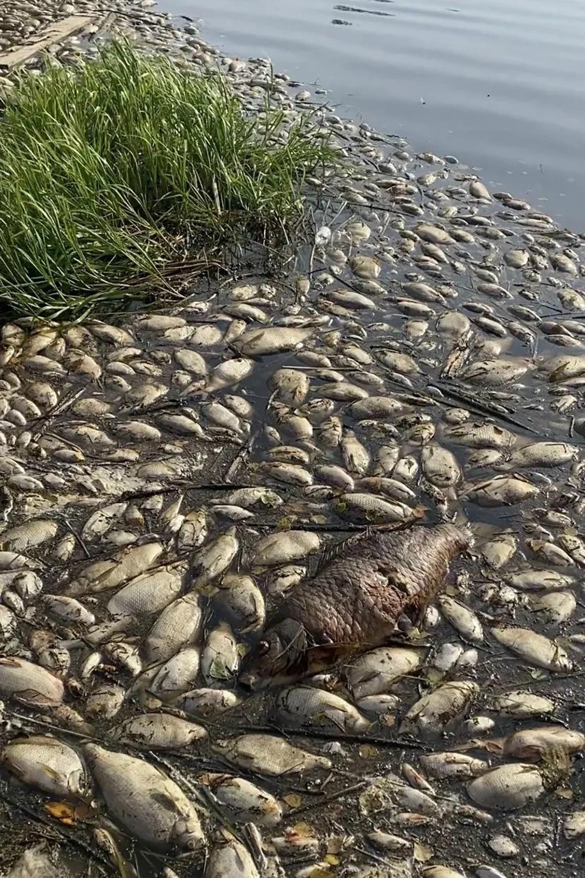 Мертвая рыба на озере Круглое. Фото: <a href="http://72.ru" target="_blank" id="j8nur0jxl">72.ru</a>