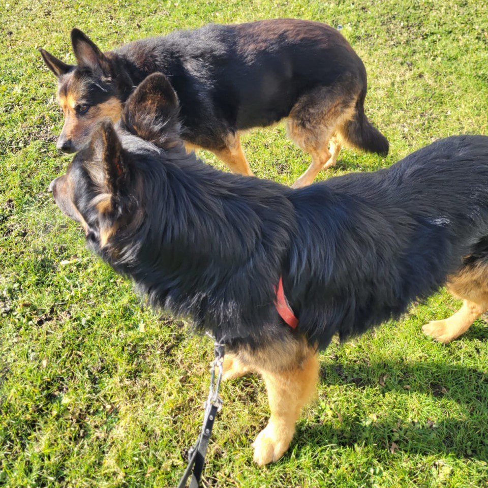 Шерхан в Германии с подругой. Фото предоставлено Центром обращения с животными
