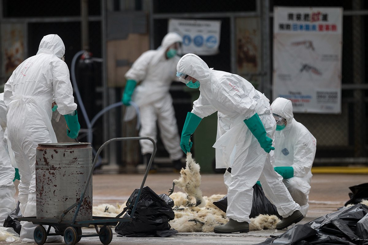 Эпидемиологи на птичьем рынке в Гонконге из-за вспышкм птичьего гриппа, Гонконг, Китай, 7 июня 2016 год. Фото: Jerome Favre / EPA