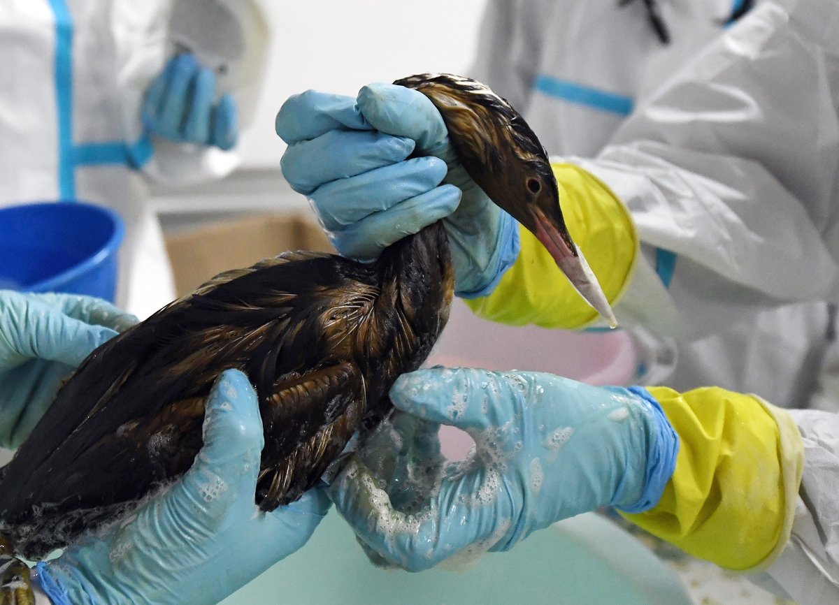Волонтеры отмывают птиц, прилетевших в регион с территории Керченского пролива, Алушта, Крым, 8 января 2025 года. Фото: Виктор Коротаев / Коммерсантъ / Sipa USA / Vida Press