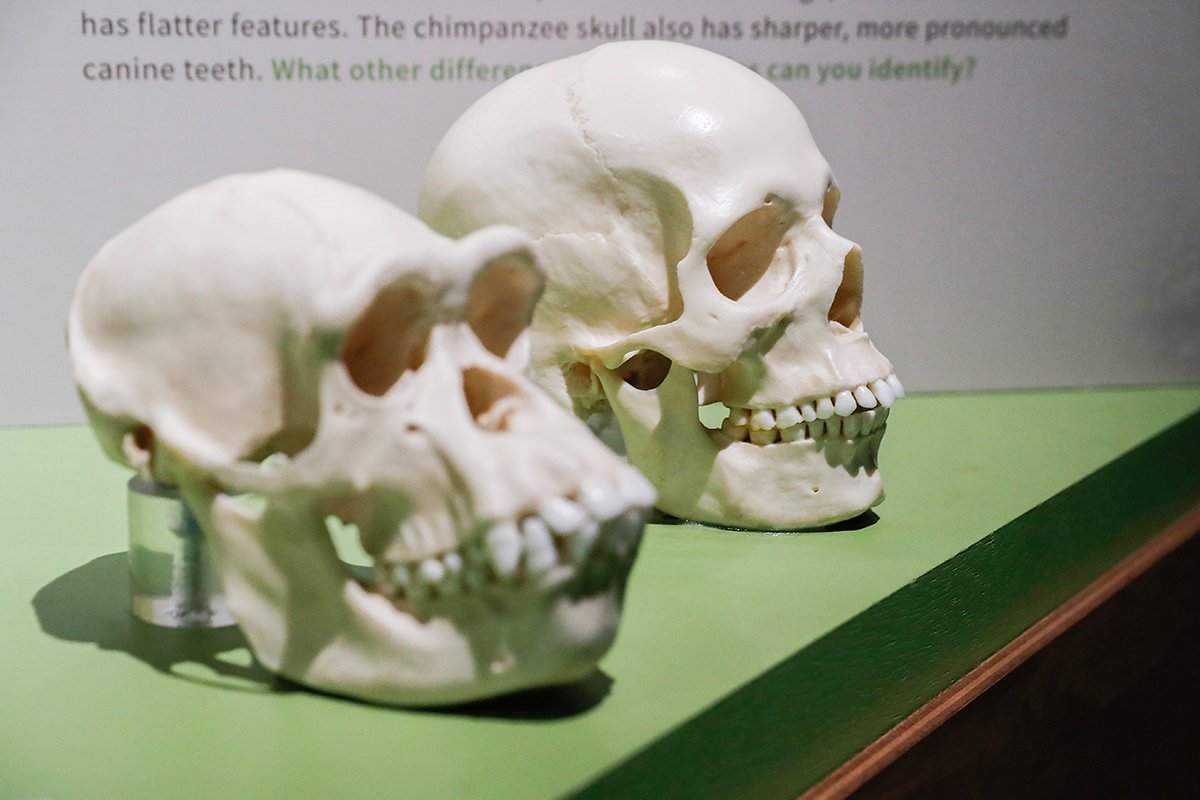 Черепа шимпанзе и человека демонстрируются во время пресс-показа выставки под названием «Становление Джейн: эволюция доктора Джейн Гудолл» в Музее естественной истории округа Лос-Анджелес в Лос-Анджелесе, Калифорния, США, 2 ноября 2021 года. Фото: Caroline Brehman / EPA