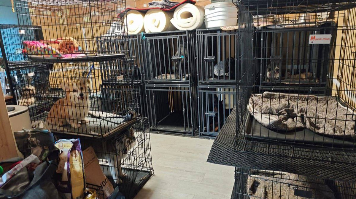 «Собака теперь всех боится»