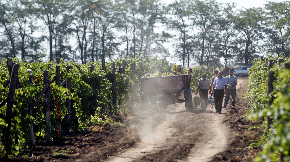 В Астраханской области — основном производителе овощей в России — возникла угроза урожаю из-за квот на мигрантов